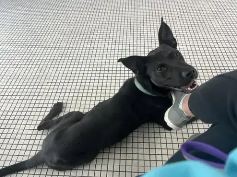 Otis photo 3