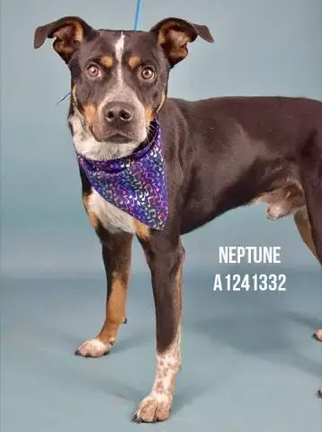 *Neptune