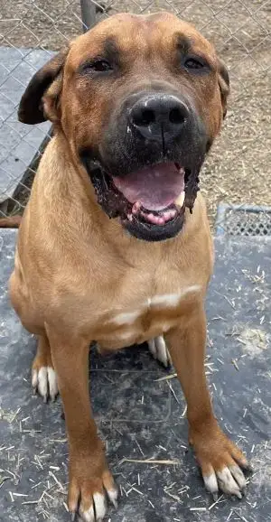 Drako