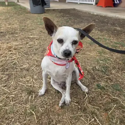 Brutus