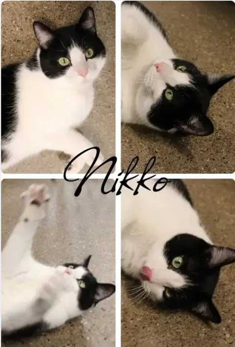 Nikko