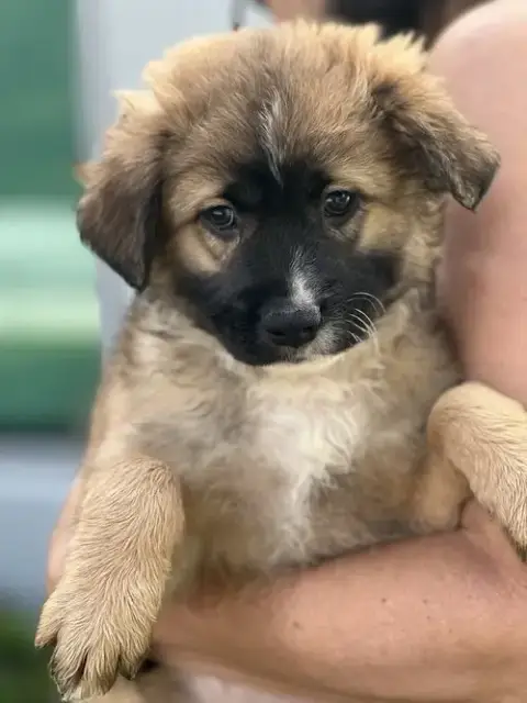 Cosmo