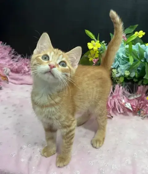 Adoption-Read First