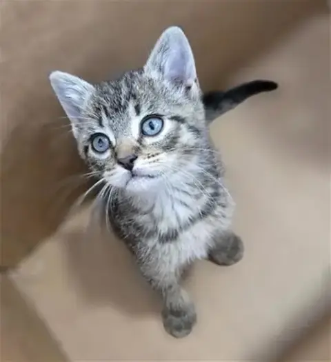 Buttercup