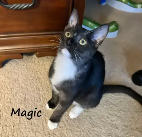 Magic #Smoke-Tuxedo photo 2