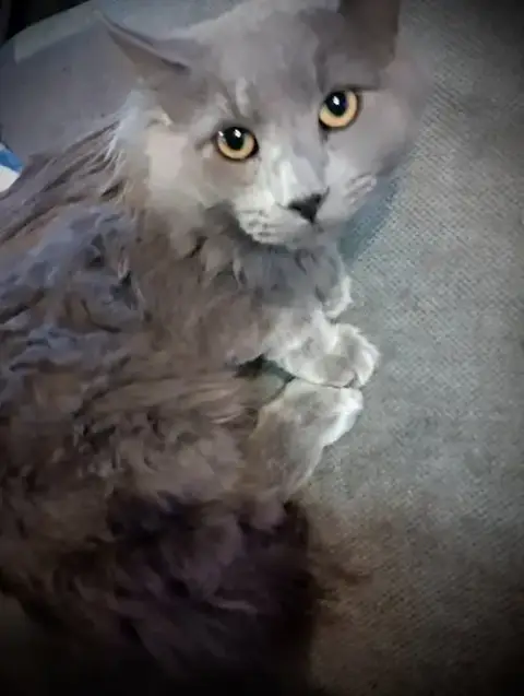 Picasso