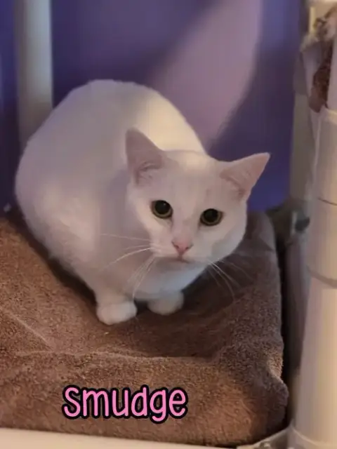 Smudge photo 2