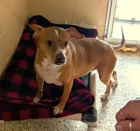 Louie photo 5
