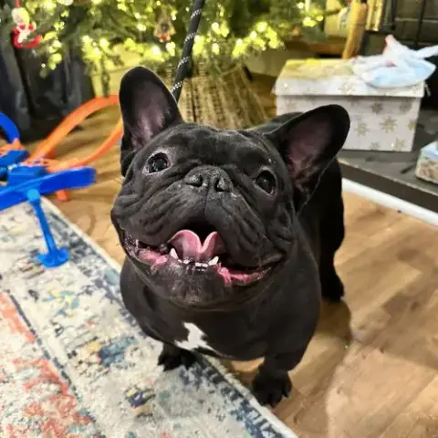 Pepper