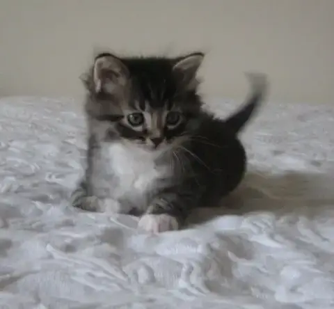Foster Homes Needed photo 2