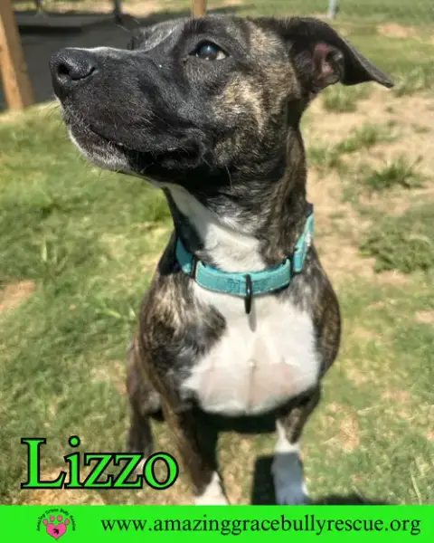 Lizzo photo 4