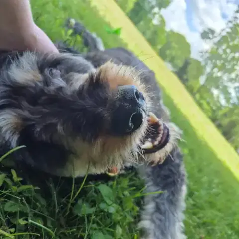 Odin photo 3