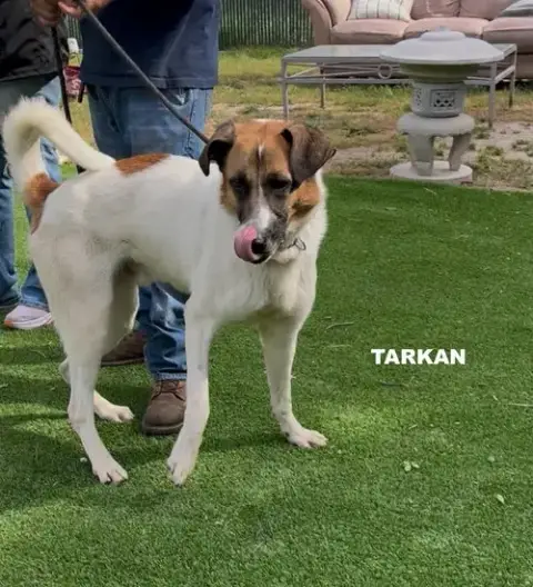 Tarkan photo 5