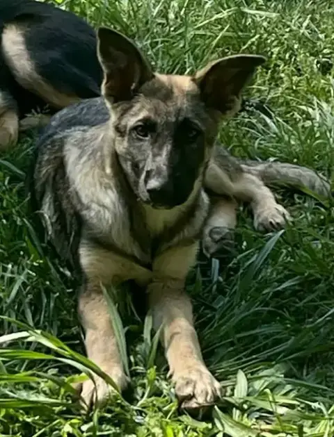 Ryker