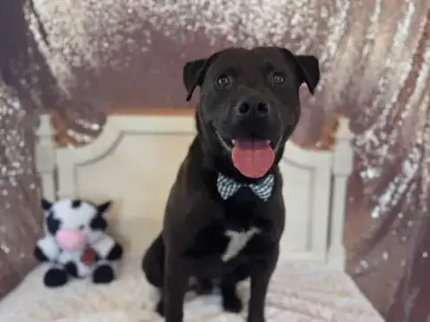 Kobie