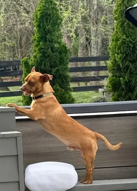 John Wayne Is 13 Lbs. Of Fun photo 3