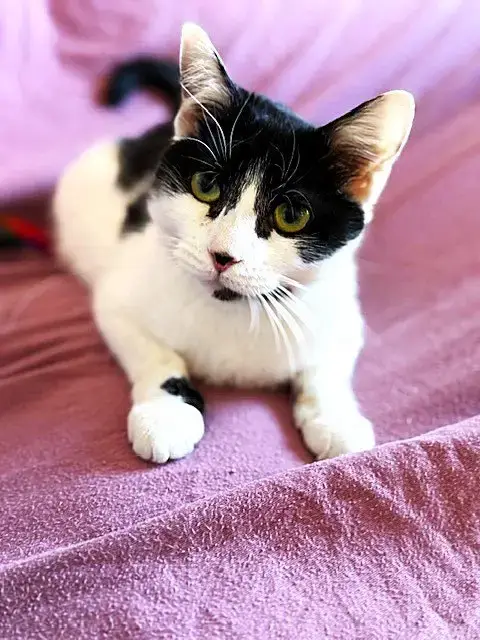 Priscilla photo 2