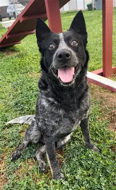 Ryder