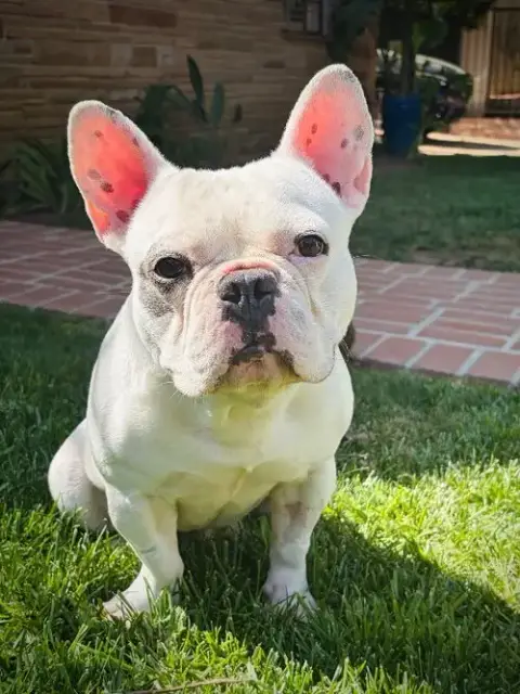 Ozzy photo 3