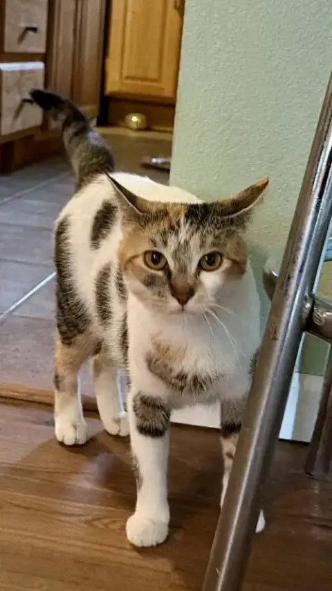 Skye