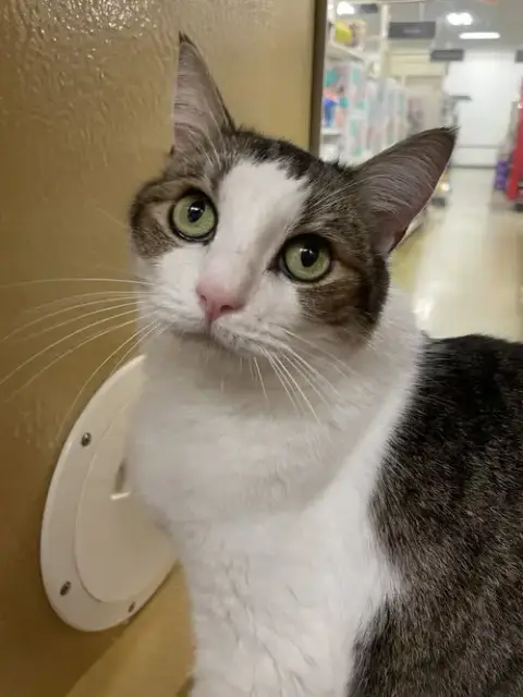 Kiki