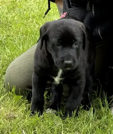 Kojak photo 4