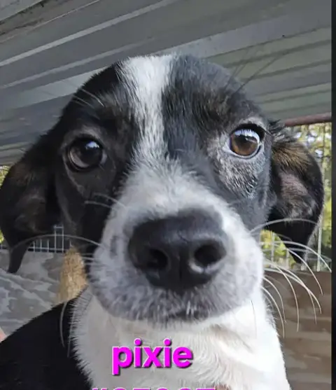 Pixie In Tx photo 2