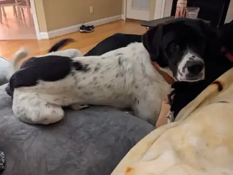 Charlie photo 2