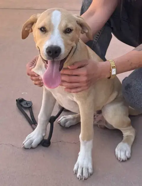 Oakley-Cp-Foster Or Adopt Me! photo 4