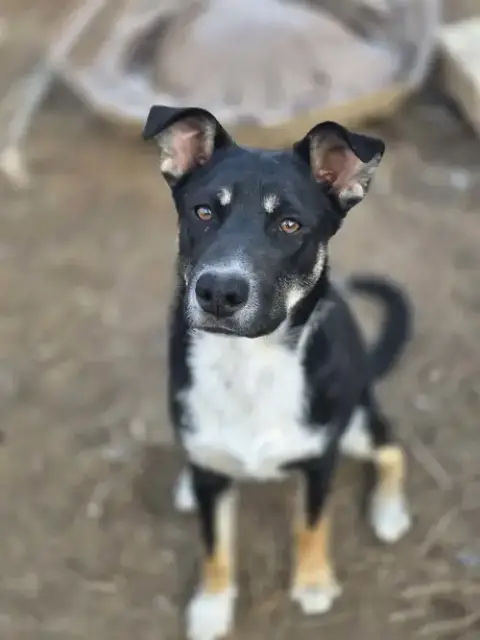 Bodhi photo 4