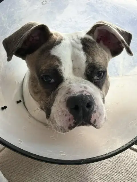 Billy photo 5