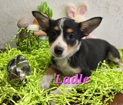 Ladle