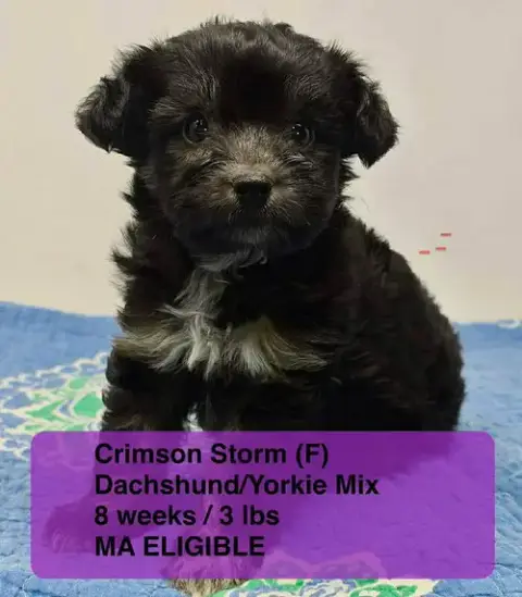 Crimson Storm