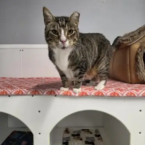 Atticus