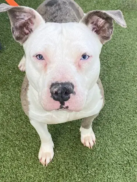Darla