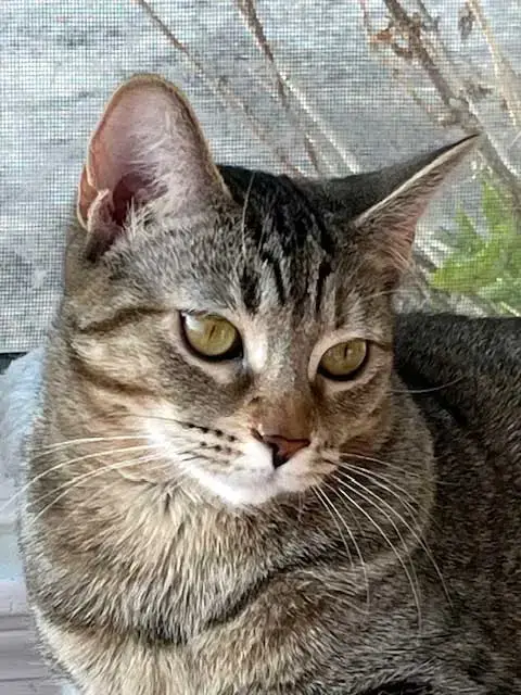 Kitten Jade photo 4