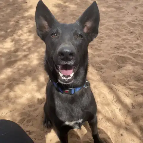 Mowgli