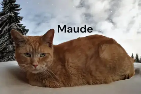 Maude photo 2