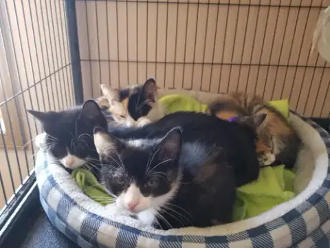 ***Kitten Special 2 For $200 photo 2