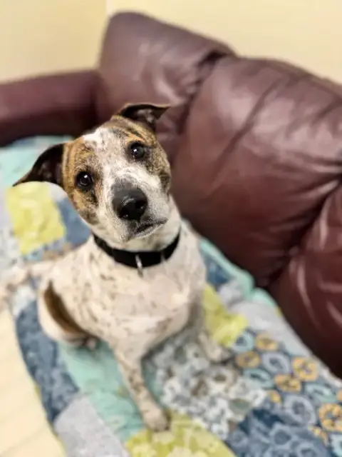 Jack