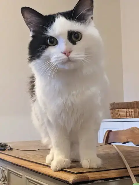 Wilbur