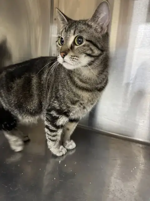 Helen