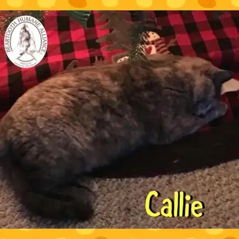 Callie photo 3