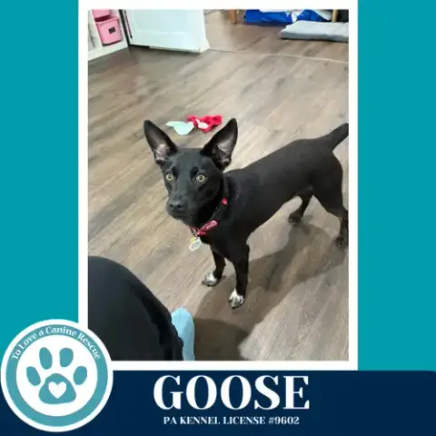 Goose
