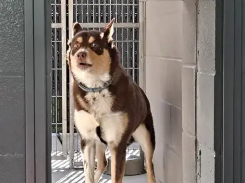 Penny
