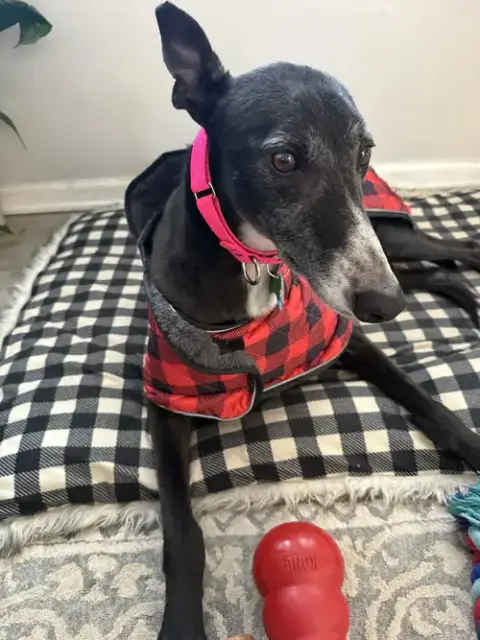 Honey photo 3
