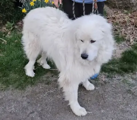 Levi *Sanctuary Dog* In Nh photo 4
