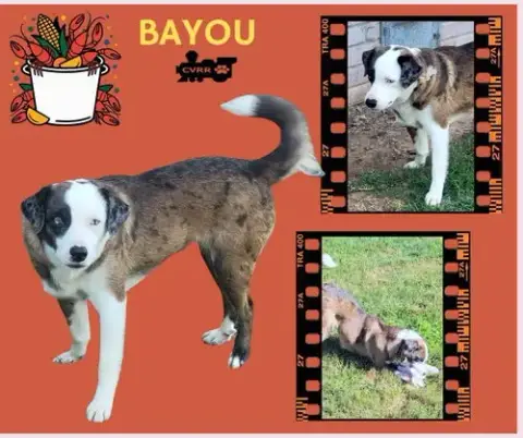 Bayou