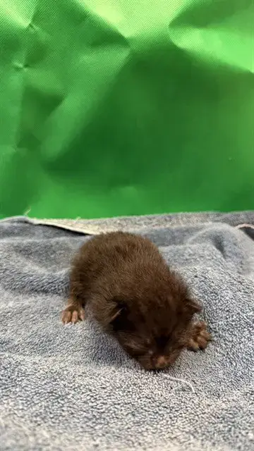Porco