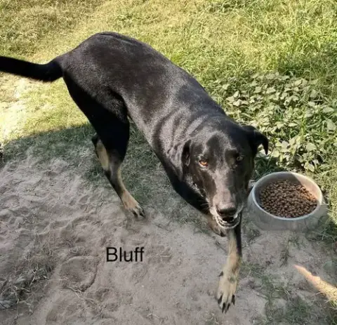 Bluff photo 2
